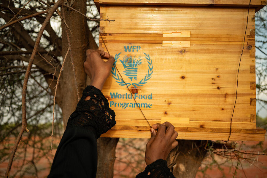 Hands of a woman in Kenya putting in place a WFP beehive. Photo: WFP/Arete/Edwin Ndeke