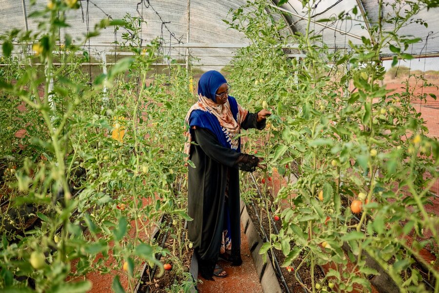A woman in a blue headscarf and long gown picks tomatoes in a greenhouse. Photo: WFP/Arete/Edwin Ndeke