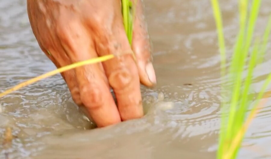 A closeup of a hand grasping a rice plant. Photo: WFP