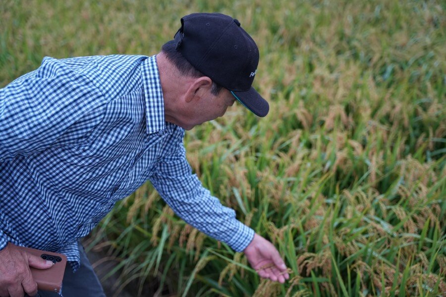 A Korean farmer examines his rice field. Photo: WFP/Yanhae Won