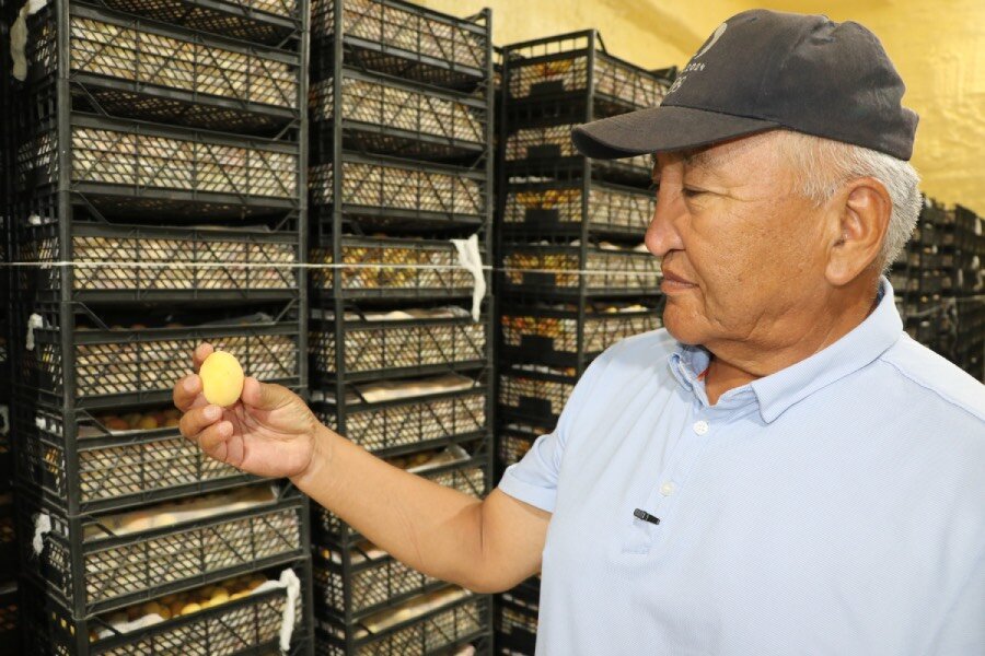 An elderly man in a dark baseball cap and white open-necked shirt examines racks of potatoes. Photo: WFP/Almaz Tchoroev