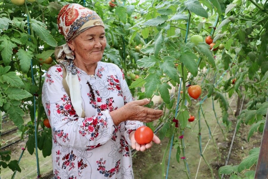 An elderly woman with a kerchief and white flowered gown examines tomatoes from vines in a greenhouse. Photo: WFP/Almaz Tchoroev