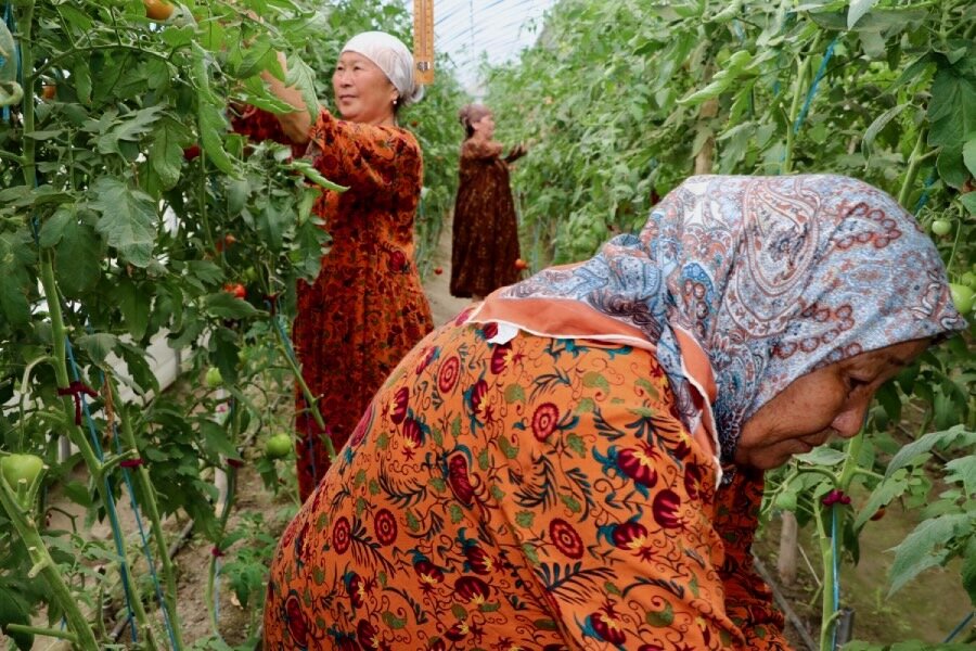 Women farmers wearing colourful traditional gowns and scarves bend over tomato plants. Photo: WFP/Almaz Tchoroev