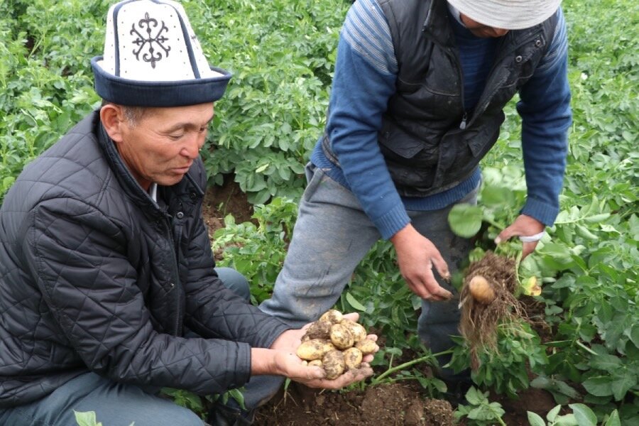 Male farmers in traditional Kyrgyz hats harvest small potatoes. Photo: WFP/Gulnur Cholponbaeva