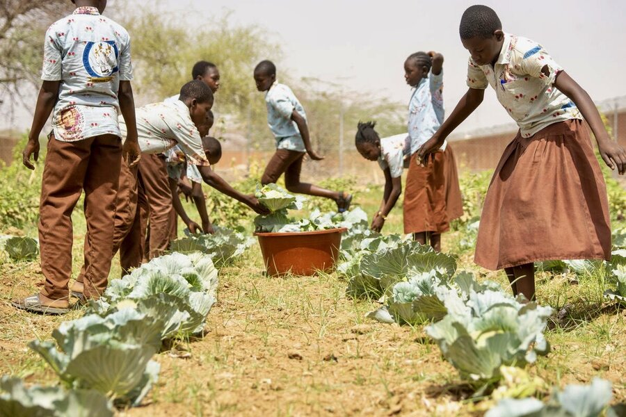 School children harvest cabbage in Dori, Burkina Faso, in 2022. Photo: WFP/Cheick Omar Bandaogo