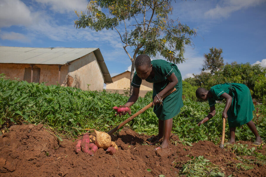 School girls dig up sweet potatoes from the ground. Photo: WFP/Joel Eckstrom