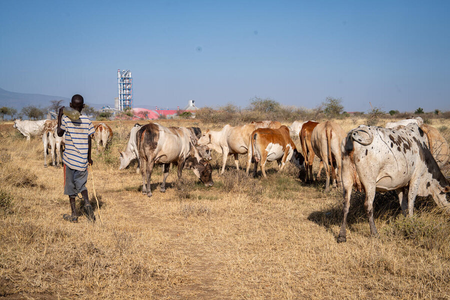 A boy herds cows through parched fields. Photo: WFP/Daisy Masembe
