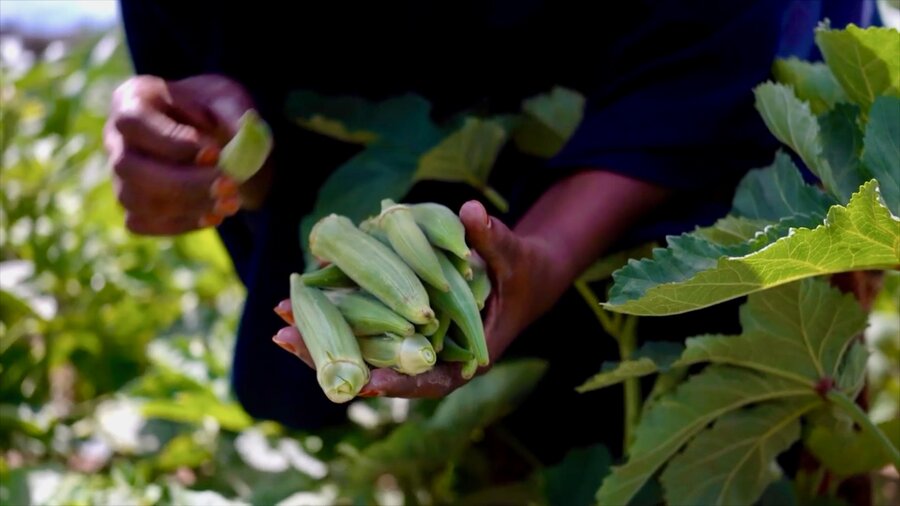 A closeup shot of a woman's hand with vegetables that she's picking in a field. Photo: WFP