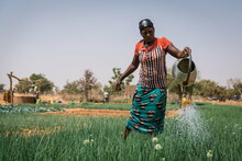 Photo: WFP/Evelyn Fey. A woman waters a market garden in Burkina Faso