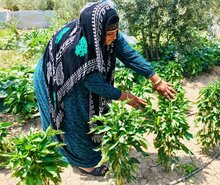 Photo: WFP/ Sharon Rapose, In Ninewa, WFP’s “kitchen garden” resilience projects are helping rebuild livelihoods 