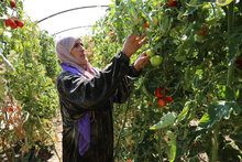 Syria Food Production At All-Time Low