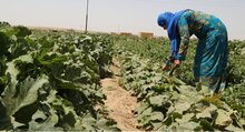 woman is growing vegetables