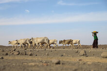 WFP/Michael Tewelde, Drought affected livestocks walking to a river side in Adadle district, Biyolow Kebele in Somali region of Ethiopia. 