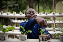Photo: WFP/Lisa Murray. Student tend to spinach at the Olympic secondary School in Kibera, Nairobi.