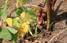 FAO and WFP concerned about the impact of drought on the most vulnerable in Central America