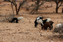 WFP Kenya Drought Situation Report - Jan 2017