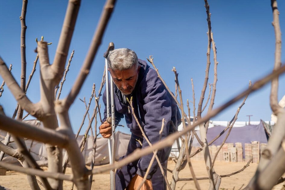 From ruins to renewal: Gaza's farmers seek to restore harvests after conflict