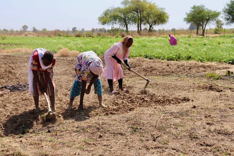From aid to autonomy: How refugees and host communities are building food security in Chad