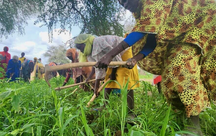 From food aid to farming: how refugees in Africa are building food security