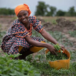 A beneficiary of an integrated nutrition and livelihood programme harvesting local green leafy vegetables. 