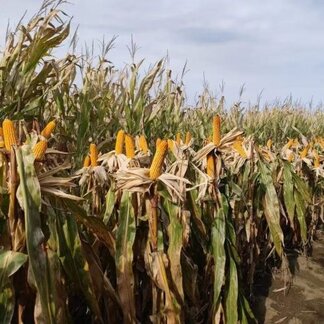 Rows of mature maize plants stand in a field, with golden ears of corn visible among dry leaves nearing harvest. The crop extends into the distance under a cloudy sky, illustrating agricultural production and seasonal growing conditions.