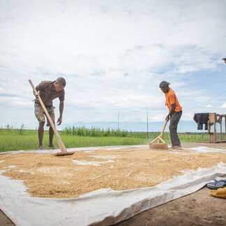 Two people spread grains on a large white sheet outdoors with wooden tools, set against a grassy field and partly cloudy sky.