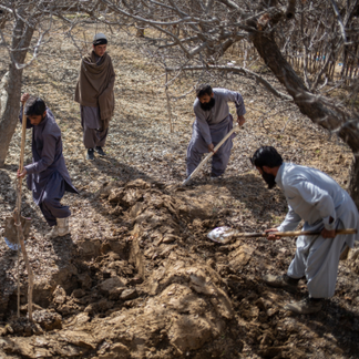 Four people work together to dig and clear an earth trench in a dry, wooded area. Bare trees and dry ground surround the site as the group uses shovels to move soil.
