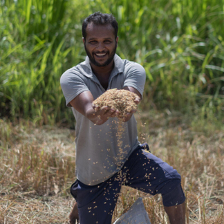 A farmer standing in a field holds out a handful of harvested grain as it falls through his hands.