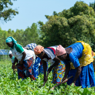 Four people bend over in a green field, using hand tools to tend rows of leafy crops. The individuals wear colorful headscarves and patterned clothing. Trees and a clear blue sky are visible in the background.