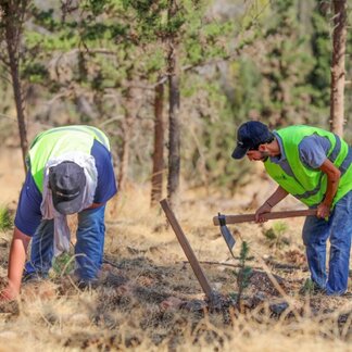 Workers planting trees in an area where WFP and the Ministry of Agriculture joined forces for forestry initiatives, enhancing climate resilience for local farmers and pastoral communities.