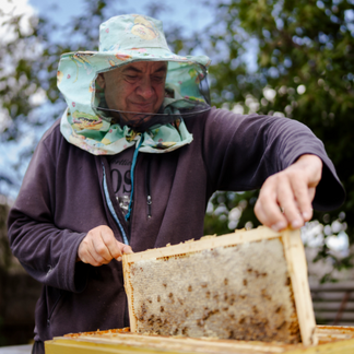 **Alt text:**   A person wearing protective beekeeping headgear lifts a wooden frame filled with honeycomb from a hive outdoors, while trees and greenery blur in the background.
