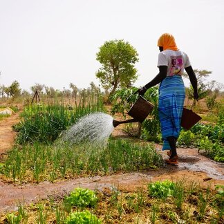 A farmer waters vegetables in a community garden supported by resilience programmes, helping households improve food production.
