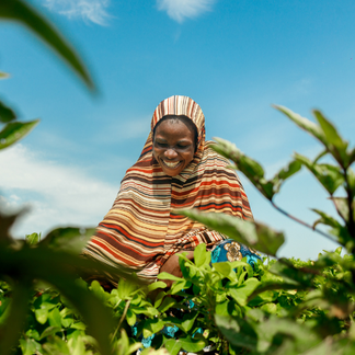 Rukaya (35), a mother and farmer, harvesting groundnuts from her farm. Rukaya received seeds and fertilizer to plant a variety of pulses, vegetables and groundnuts in Mafa, Borno State after a flooding incident destroyed her farm in 2024.