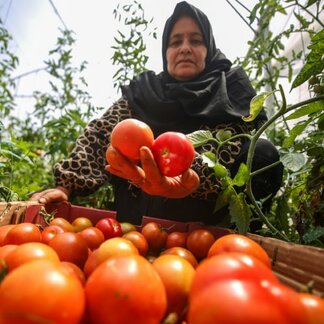 For Noora tomatoes are red gold. In the photo, Noora is in her greenhouse, arranging her freshly picked tomatoes in boxes to use at home or send to family and friends. Photo: WFP/Ali Jadallah
