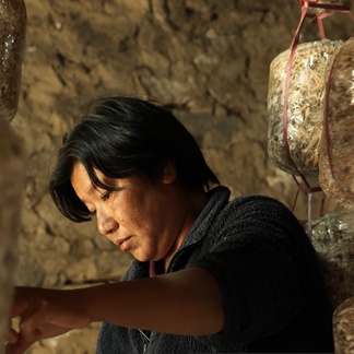 Person tending mushroom-growing bags inside a rustic production space, supporting resilient food production and local livelihoods.