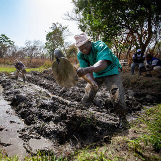 Farmers are working in a field