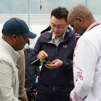 **Alt text:**   Three people examine a young plant seedling inside a greenhouse or protected cultivation area. One person holds the seedling and its roots while discussing it with two others, illustrating agricultural knowledge exchange, crop management practices and international cooperation in farming.