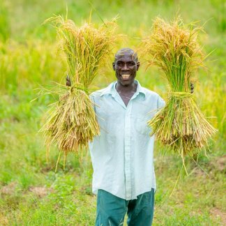 Harvesting rice grown on half-moons