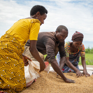 People are putting grains in a sac