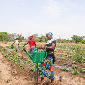 A trio of farmers work together watering the growing garden with watering cans