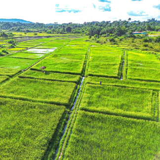 An aerial view of the 10 hectares of swamp land cultivated by the Marbbeh (wash someone in the national language) farmers' cooperative, led by Martin George and created as part of the Integrated Food Security (IFS) project funded by the Latter-Day Saints Church (LDS).