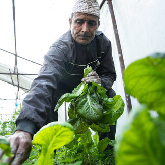 a man is taking care of plants in greenhouse