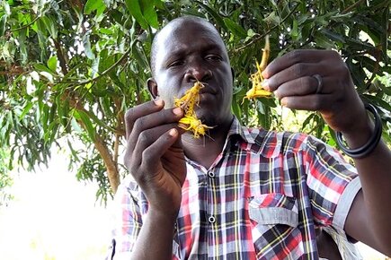 WFP News Video: South Sudan Can’t Catch a Break From Hunger-This Time It’s Locusts (For the Media)