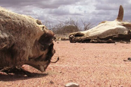 On The Ground In Wajir And Dadaab (For The Media)