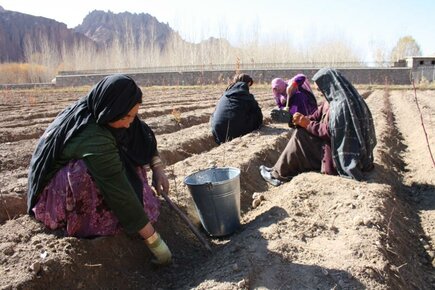 From seed to hiking trail in Bamyan