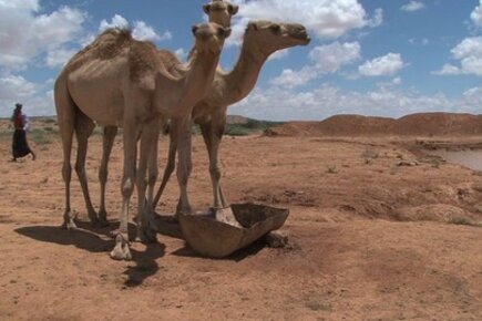 Somalia: Livestock Farmer Begins To Recover From Drought