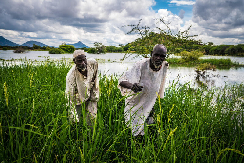 Two farmers work at a rice field that uses the water of a dam built with WFP support in Chad. Photo/Evelyn Fey